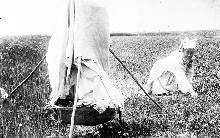 Сялянка ў полі. Мінская губерня, вёска Вічын, 1913 г