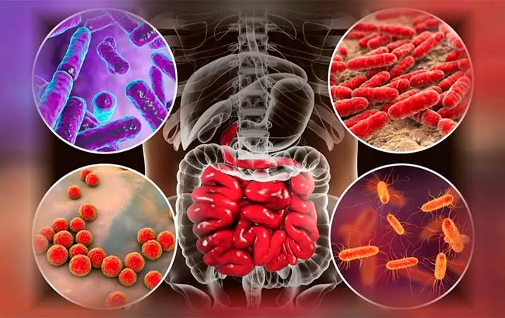 12 мифов о кишечном микробиоме