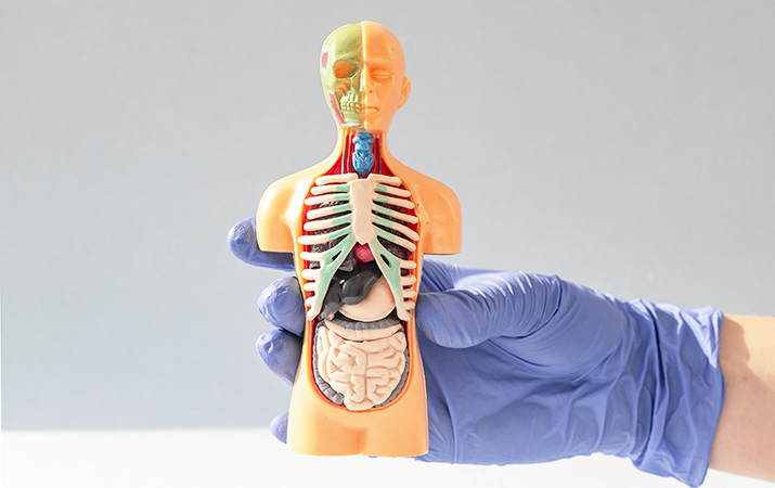 Hand in glove close up holding 3d human model with inner organ system. Anatomical structure.
