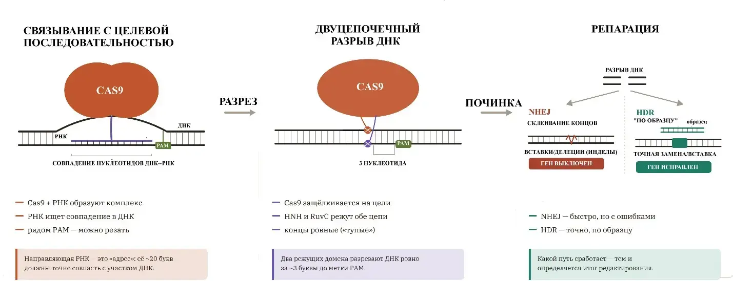 rs44454s